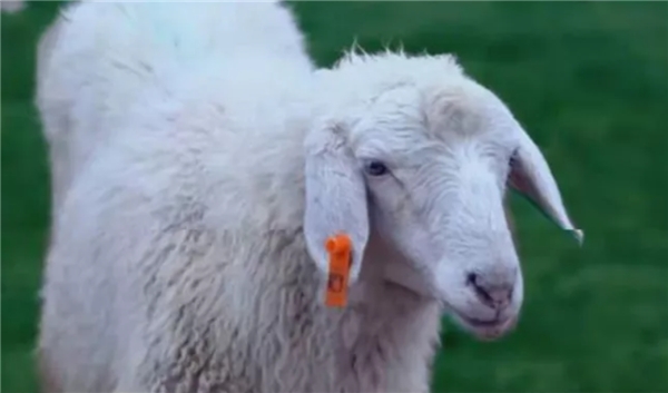 物农网捉牢“订单农业+直播“,打造健康生活方式